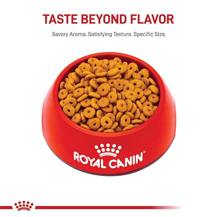 Royal Canin Appetite Control Spayed/Neutered Dry Adult Cat Food, 6 lb bag