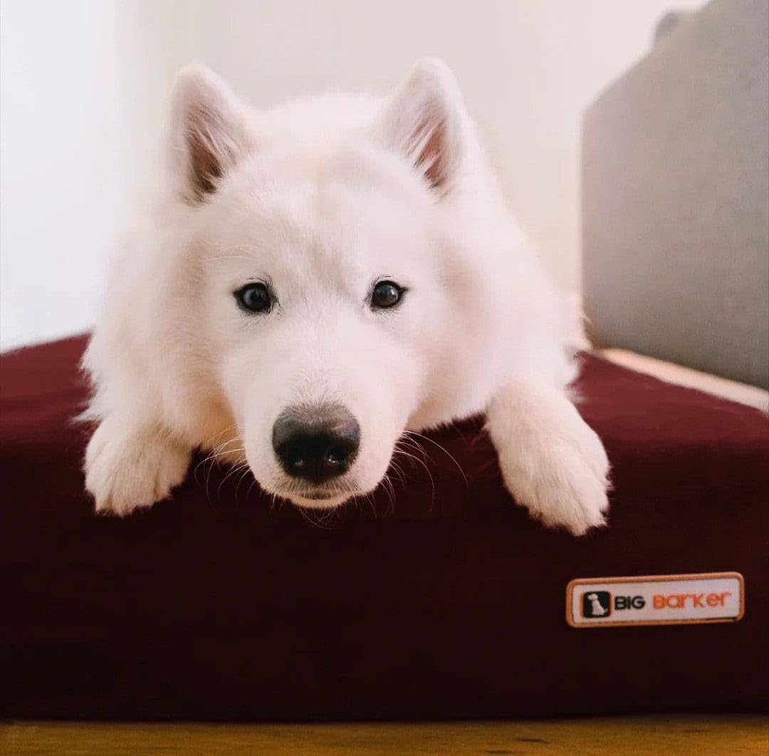 Barker Beds Sleek Dog Bed For Large Sized Dogs (Large, Burgundy) - 7'' Thick Soft & Comfortable Orthopedic Cushion - Durable & W
