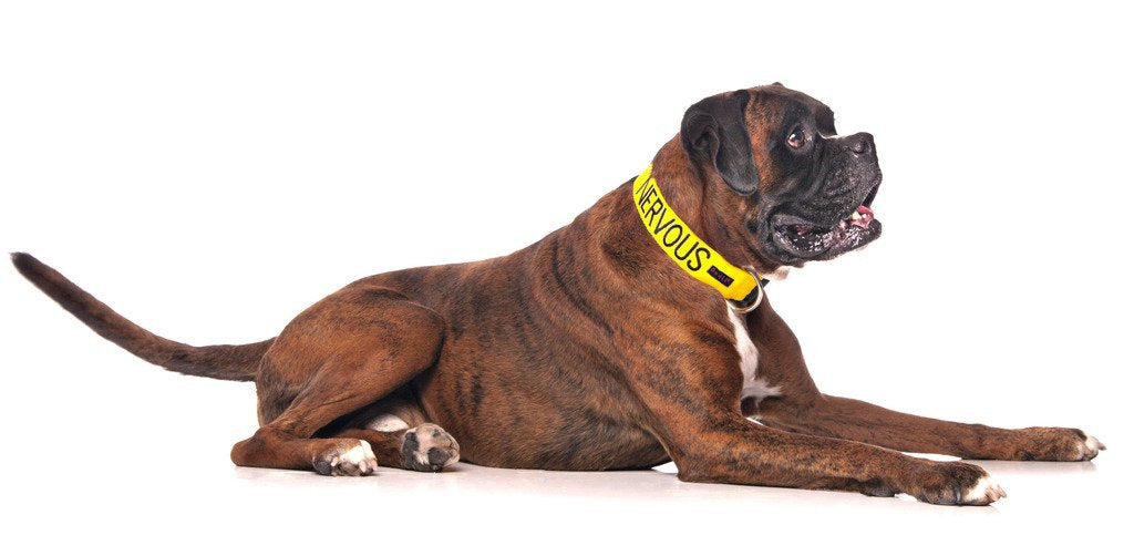 Nervous (Give Me Space) Yellow Colour Coded S-M L-Xl Dog Collars Prevents Accidents By Warning Others Of Your Dog In Advance (L-Xl)
