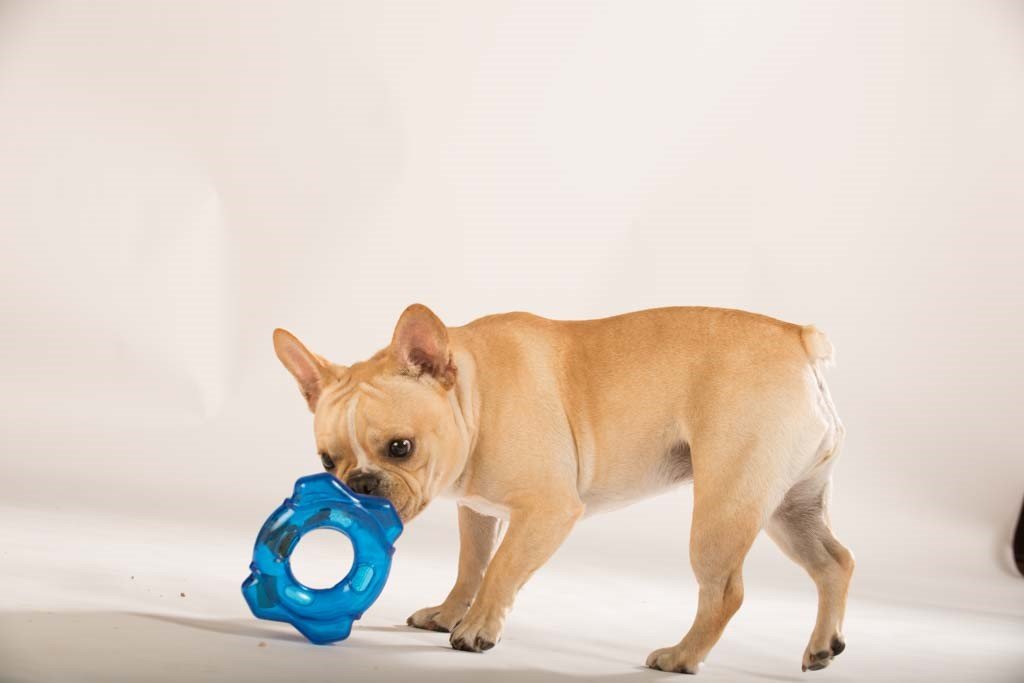 Hero Snacktime Soft Rubber Widget, Small, Blue Dog Toy