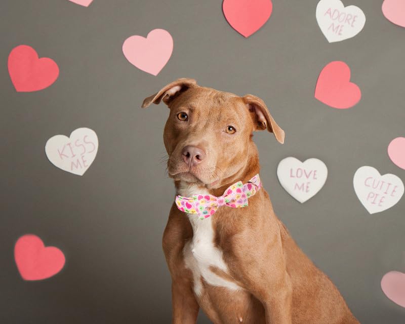Lionet Paws Valentine'S Pink Dog Collar, Cute Heart Dog Collar For Large Dogs, Adjustable Cotton Pet Collars For Medium Large Do