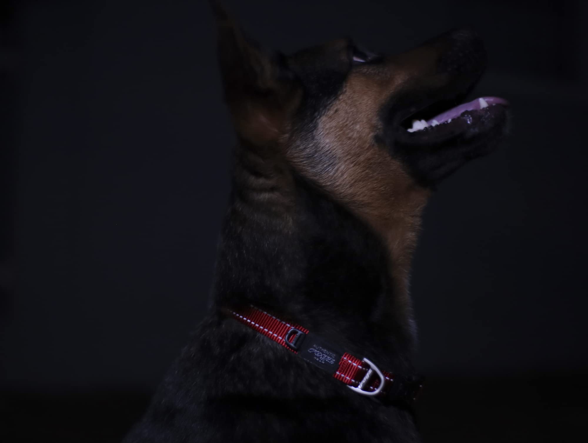 Rogz Utility Small 3/8-Inch Reflective Nitelife Dog Collar, Red