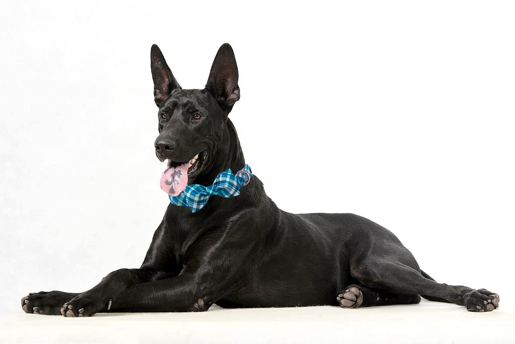 Maca Bates Plaid Blue Dog Collar With Checkered Bow Bowtie For Grid Dogs Bows Tie Adjustable Breakaway Collars Birthday Gift Col