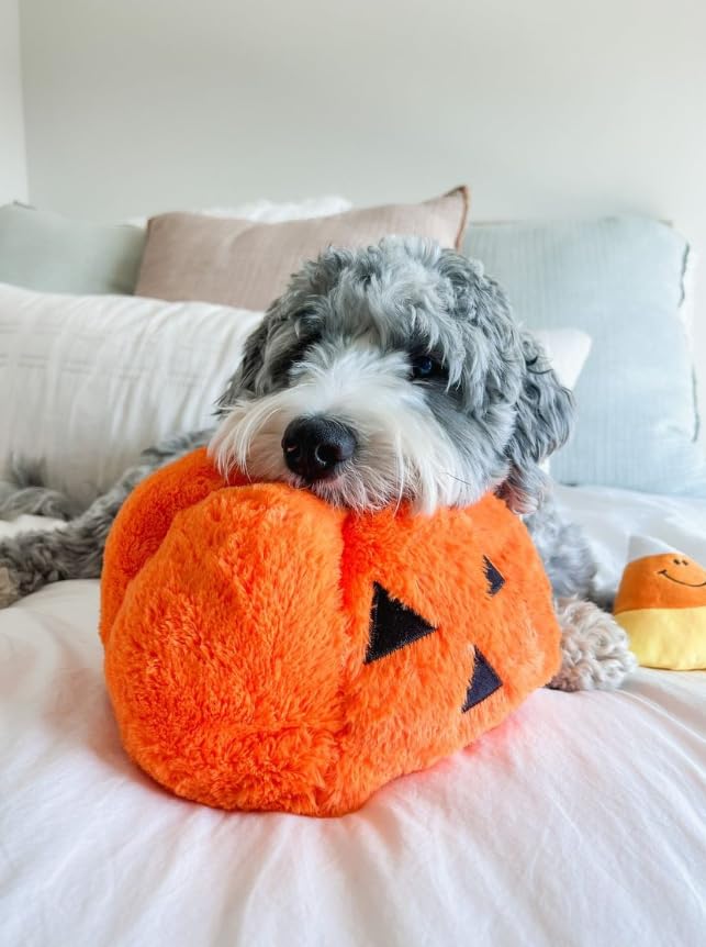 Midlee Pumpkin Find a Toy Halloween Dog Toy