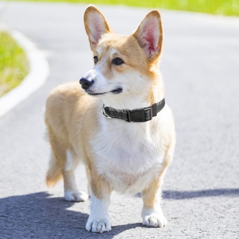 Taglory Reflective Adjustable Dog Collars For Puppy Small Medium Large Dogs, Thin Nylon Webbing And Quick Release Plastic Buckle(Black Medium)