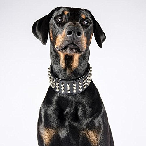 Bestia 'Stud Genuine Leather Big Dogs Collar. 2.5 Inch Wide. Soft Padded. Very Durable And Comfortable. Handcrafted Guaranteed. Pitbull. Cane Corso. Rottweiler. Bully. Amstaff.