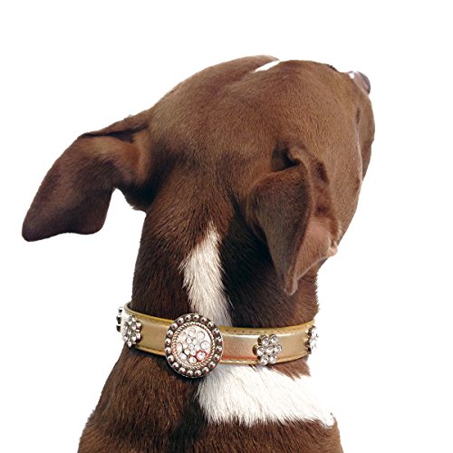 One Tail Four Paws Crystal Medallion Collar, Large, Gold