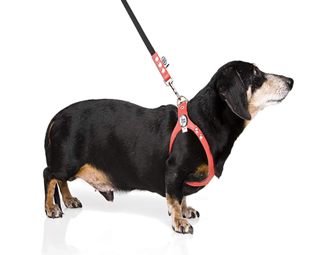 Buddy Belt Harness Pebble Grain Black - Premium Edition (4)
