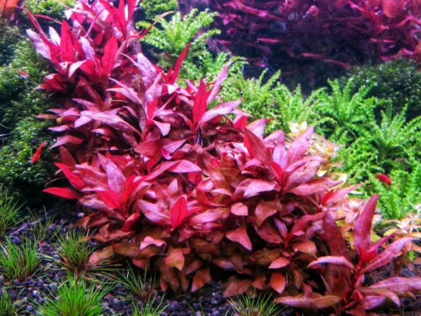 Tissue Culture Live Aquarium Plants | In Vitro Freshwater Aquatic Plants For Small Aquariums And Foreground (Alternanthera Reine