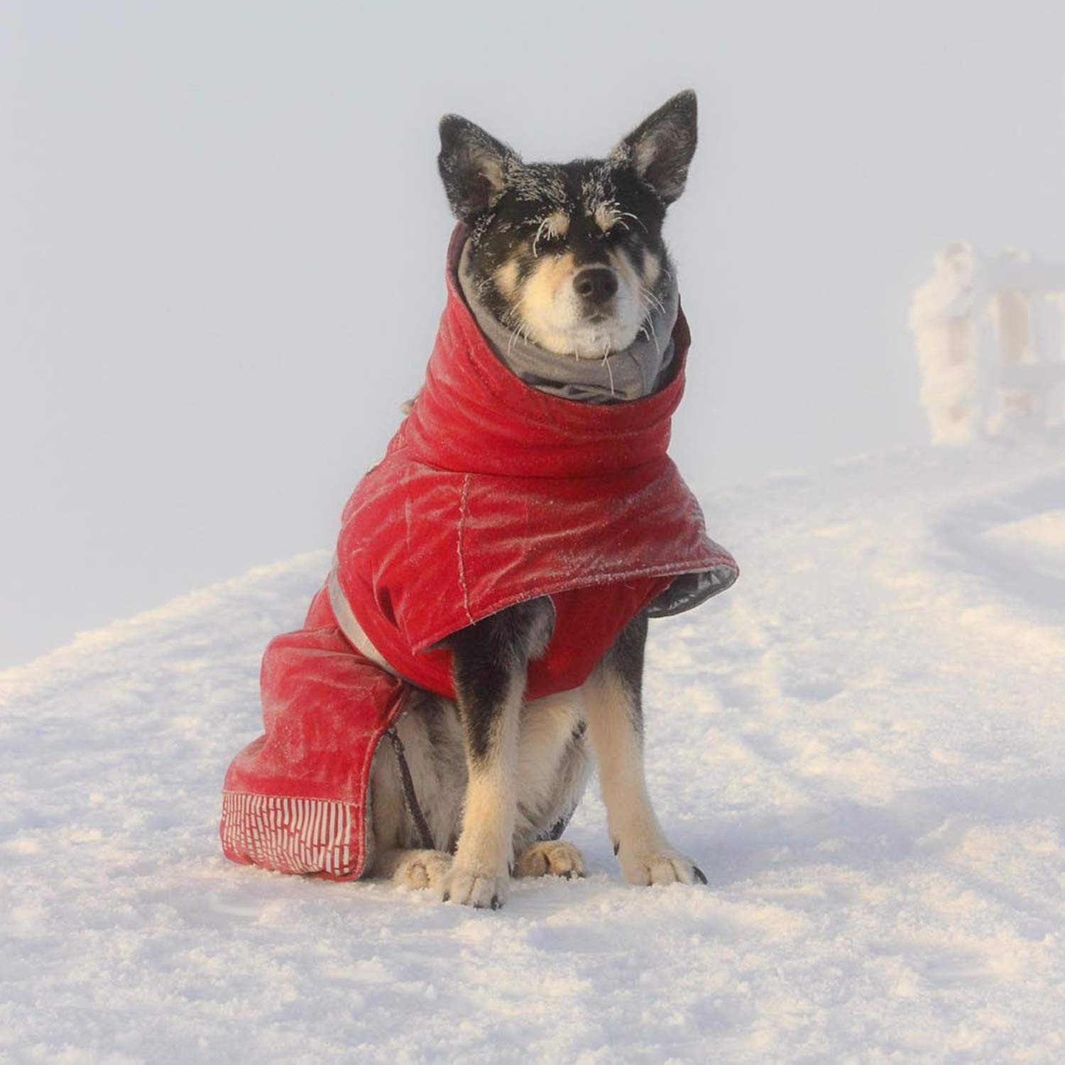Hurtta Extreme Warmer Dog Winter Jacket, Lingon, 26 In