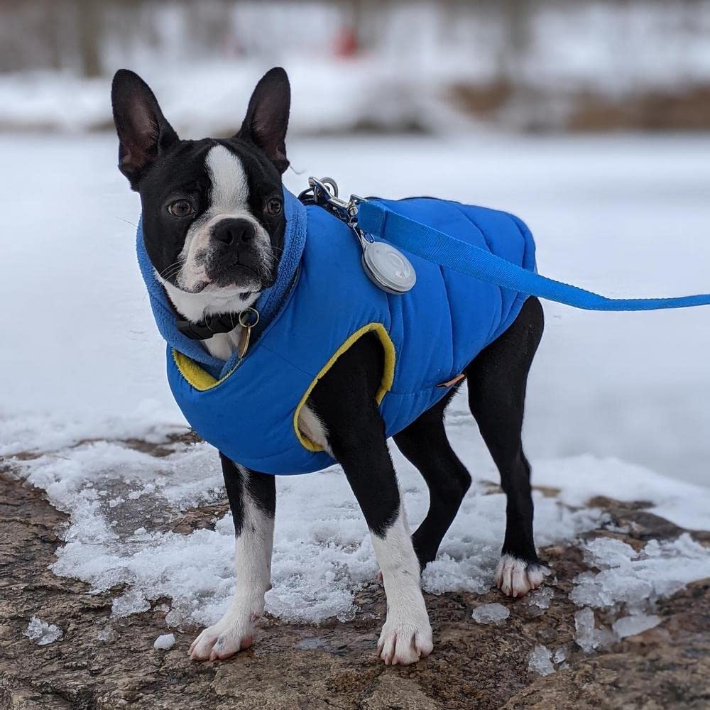 Gooby Padded Vest Dog Jacket - Solid Blue, Small - Warm Zip Up Dog Vest Fleece Jacket With Dual D Ring Leash - Winter Water Resi