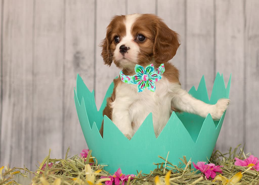Lionet Paws Easter Dog Collar With Flower, Bunny Egg Flower Collar With Metal Buckle For Dogs And Cats, Adjustable Comfortable D