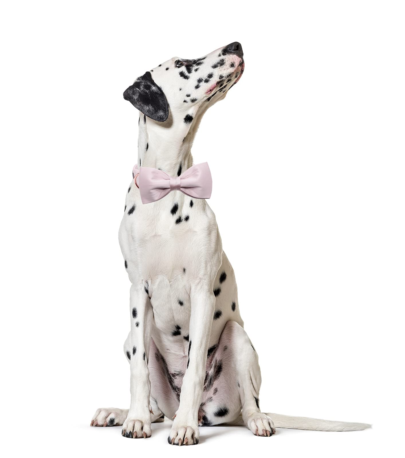 Lionet Paws Bowtie Dog Collar - Comfortable Silk Girl Dog Collar With Detachable Bow Tie For Xlarge Dogs, Neck 16-26 Inches