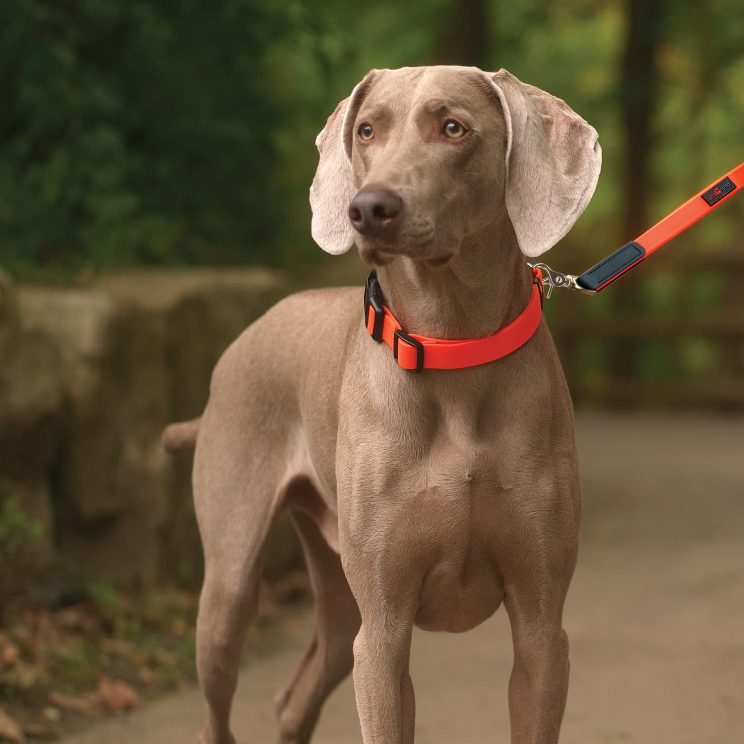 Ultrahund 'Boss' Lead, 5/8' X 6', Blue