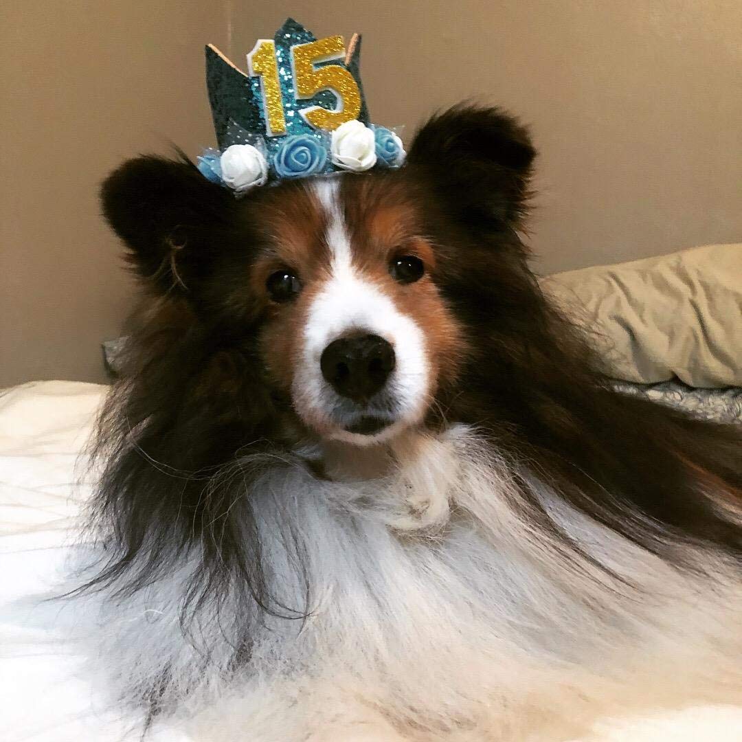 Pet Show Blue Crown Dog Birthday Hat For Boys Male Pets Cat Headband With Figures 0-9 Charms And Glue Party Accessories Pack Of