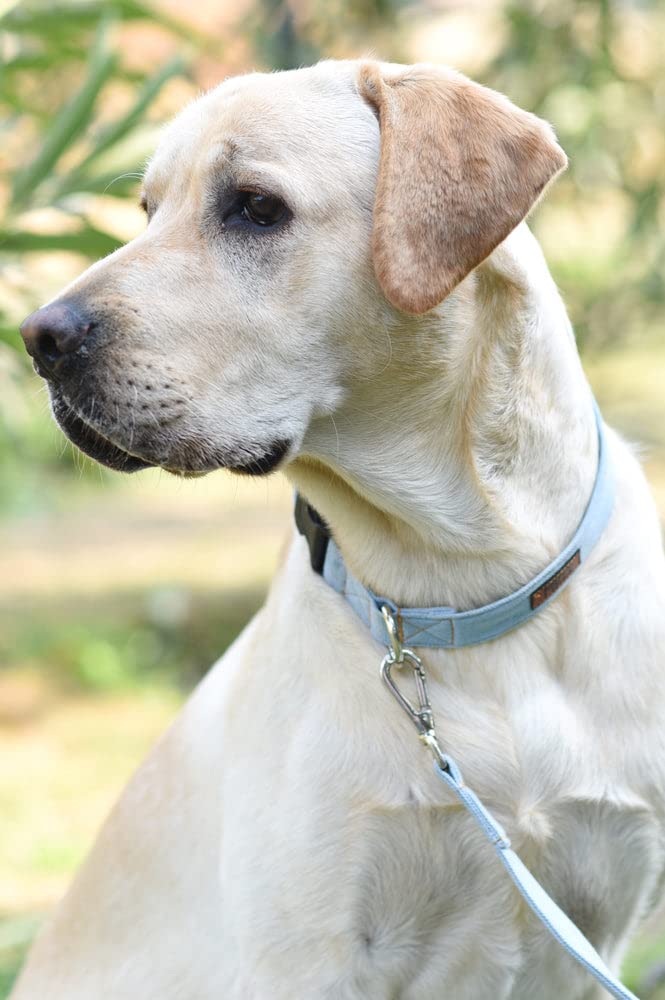 Mutt Of Course Light Blue Denim Dog Collar (Small)