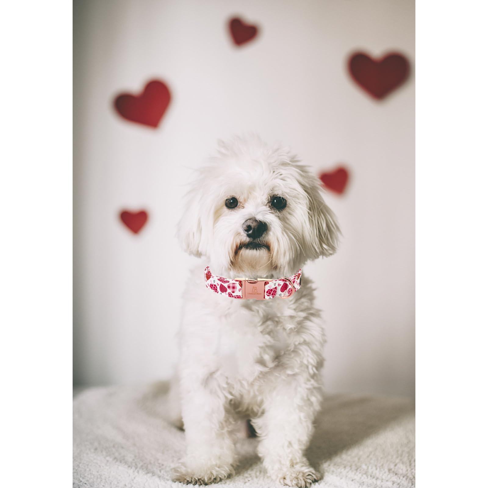 Lionheart Glory Valentine Collar, Cookie Hearts Dog Collar For Small Cute Dog Collars Spring Female Pet Gift Adjustable Heavy-Du