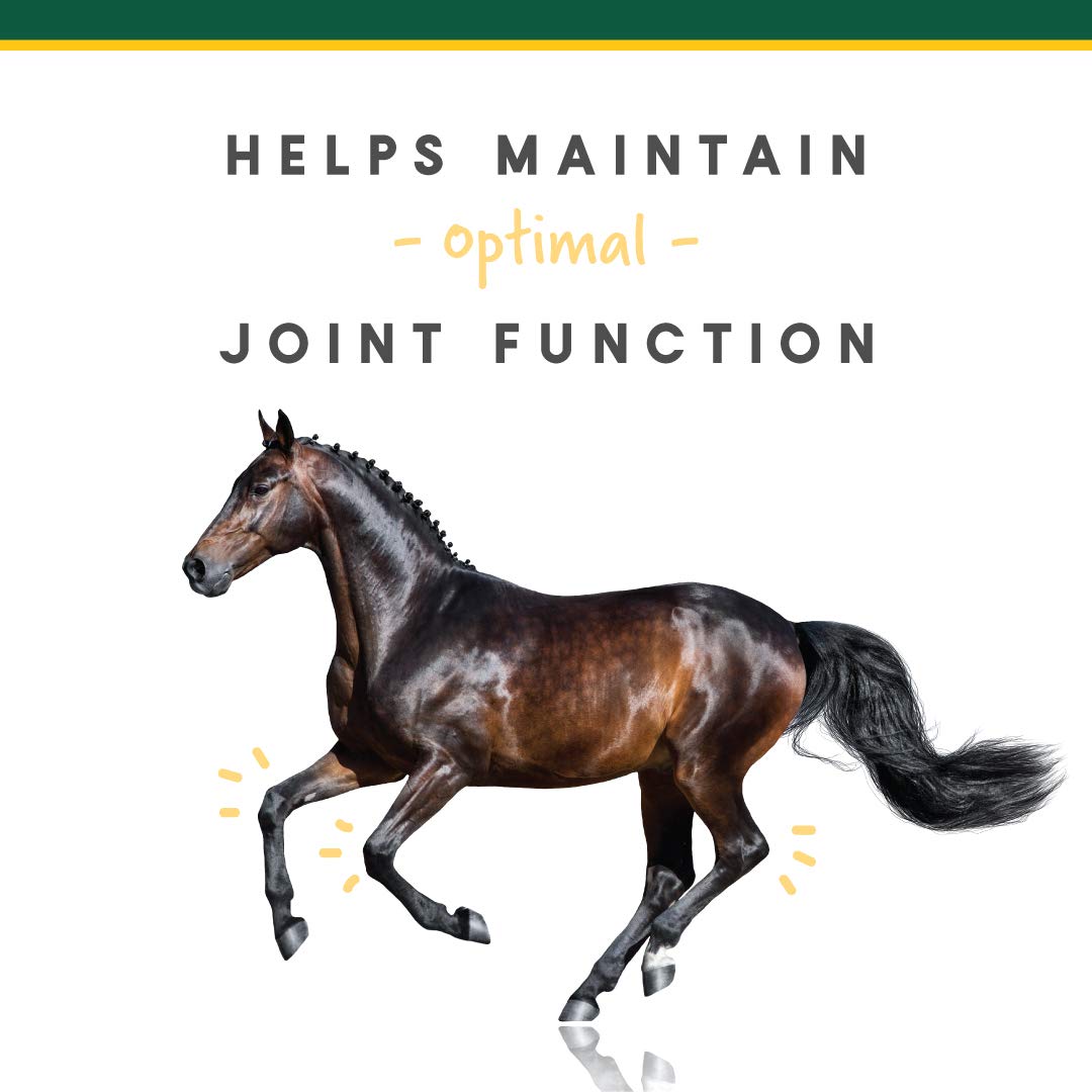 Manna Pro Corta-FLX Horse Equine Joint Supplement Powder - Quick & Effective Nourishment to Joints - 8 LB
