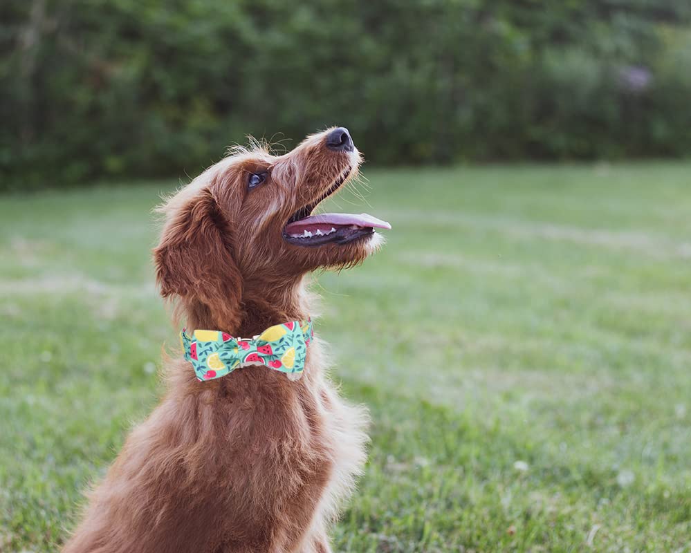 Dogwong Cotton Summer Dog Collars, Lemon Bowtie Dog Collar, Adjustable Heavy Duty Girl Dog Collar With Bow For Small Medium Larg