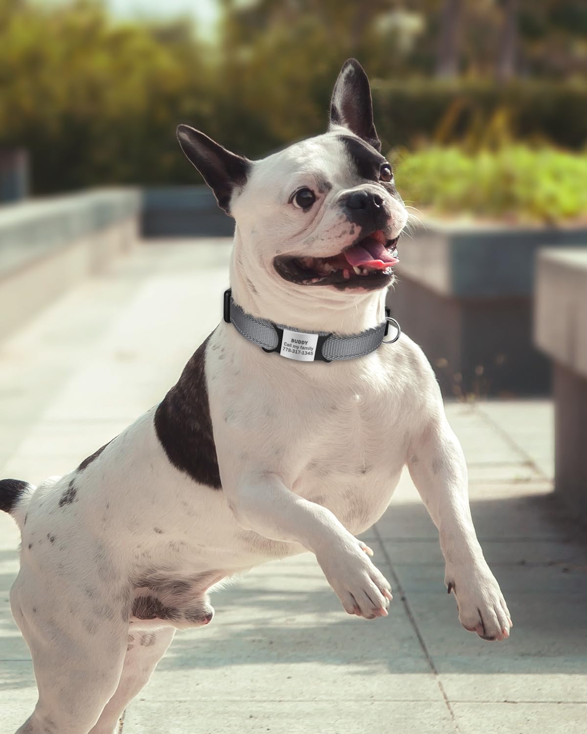 Tagme Reflective Nylon Dog Collars, Adjustable Classic Dog Collar With Quick Release Buckle For Small Dogs, Grey, 3/4' Width