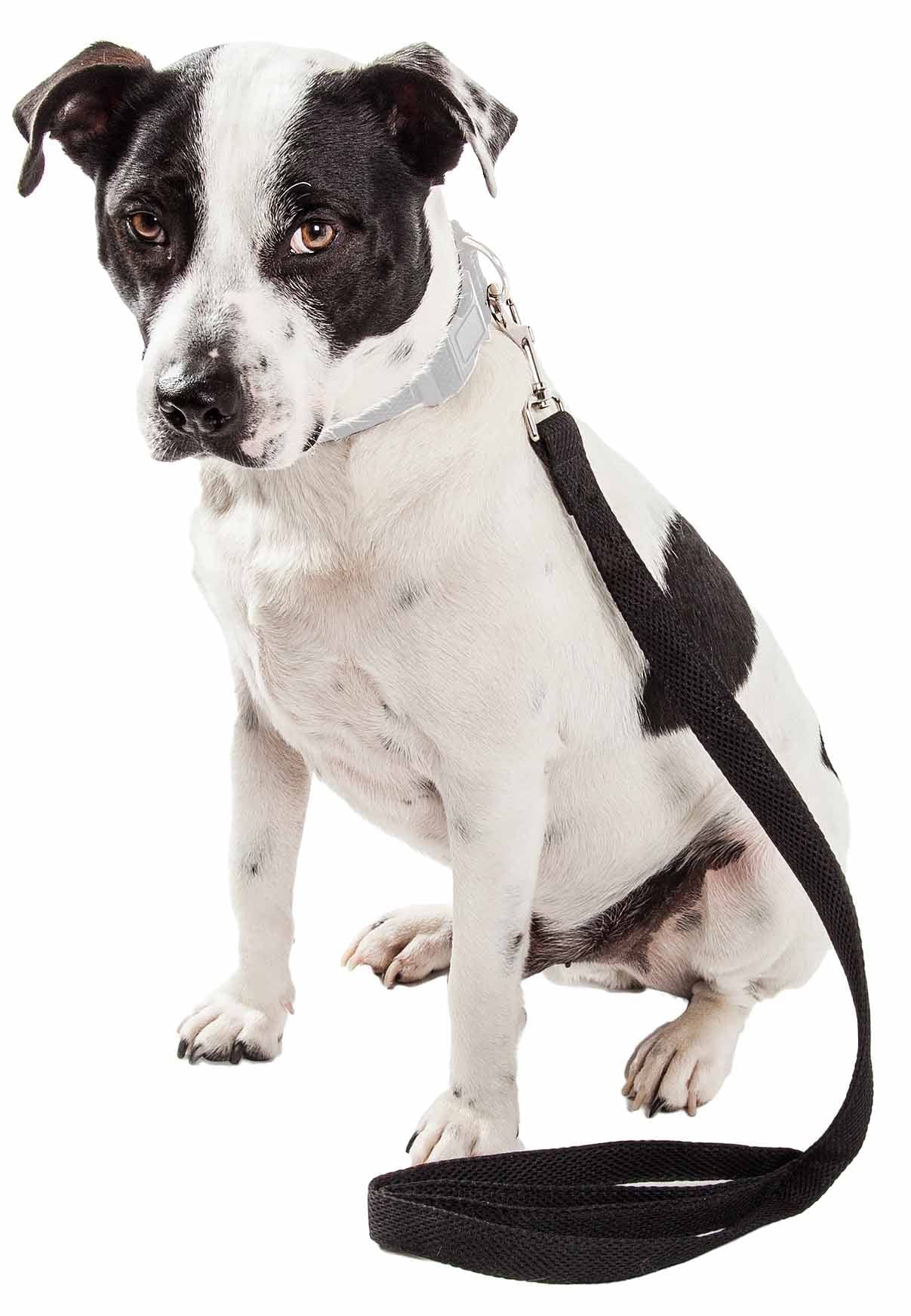 Pet Life        Aero Mesh Dog Leash Featuring Dual-Sided Ventillated Mesh - Connects To Any Dog Harness Or Dog Collar With Swive
