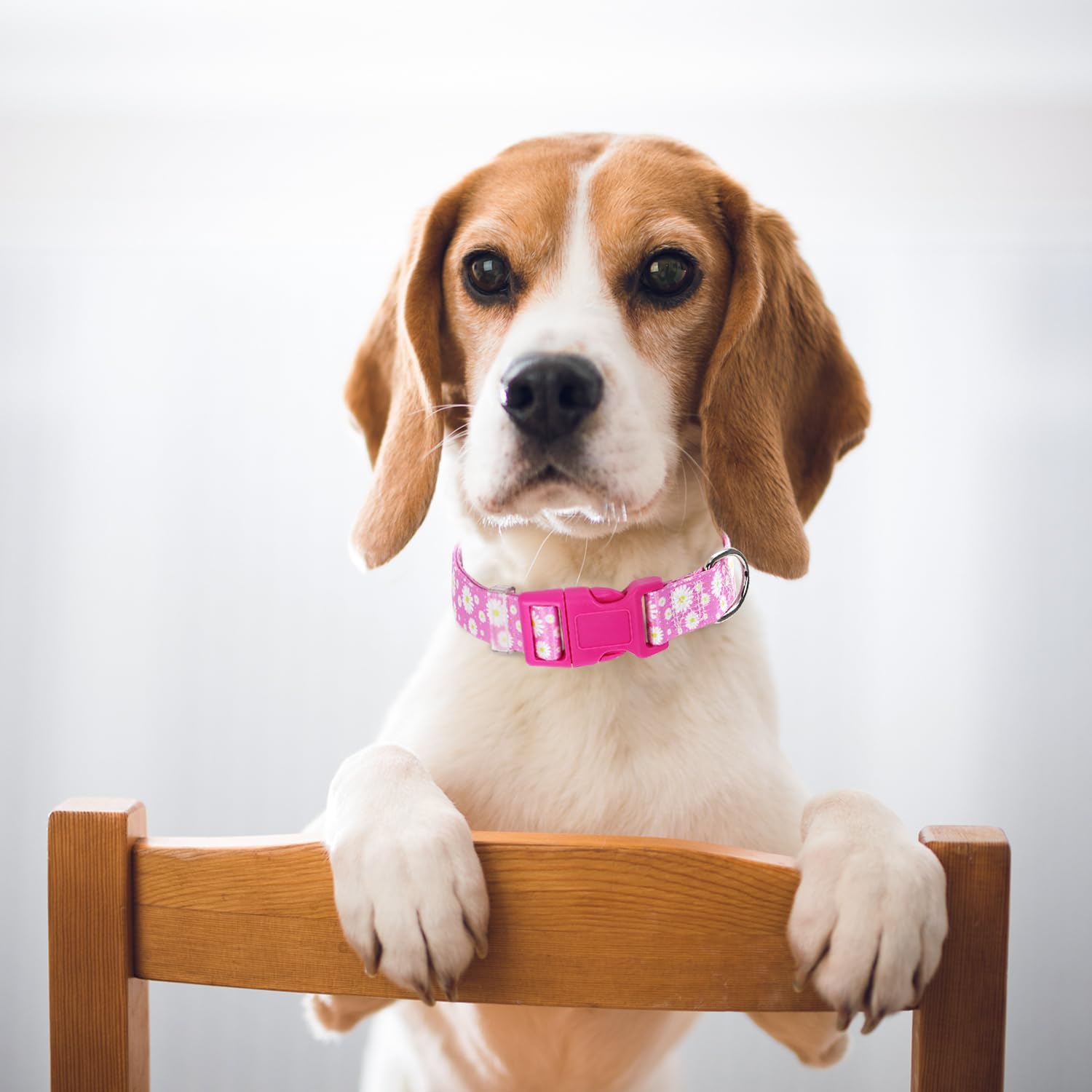 Pink Dog Collars For Medium Dogs, Cute Girl Dog Collar With Daisy Flowers Pattern, Adjustable Heavy Duty Pet Collar With Safety