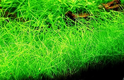 Greenpro Dwarf Hairgrass Live Aquarium Plants Tissue Culture Cup Freshwater Fish Tank Decorations