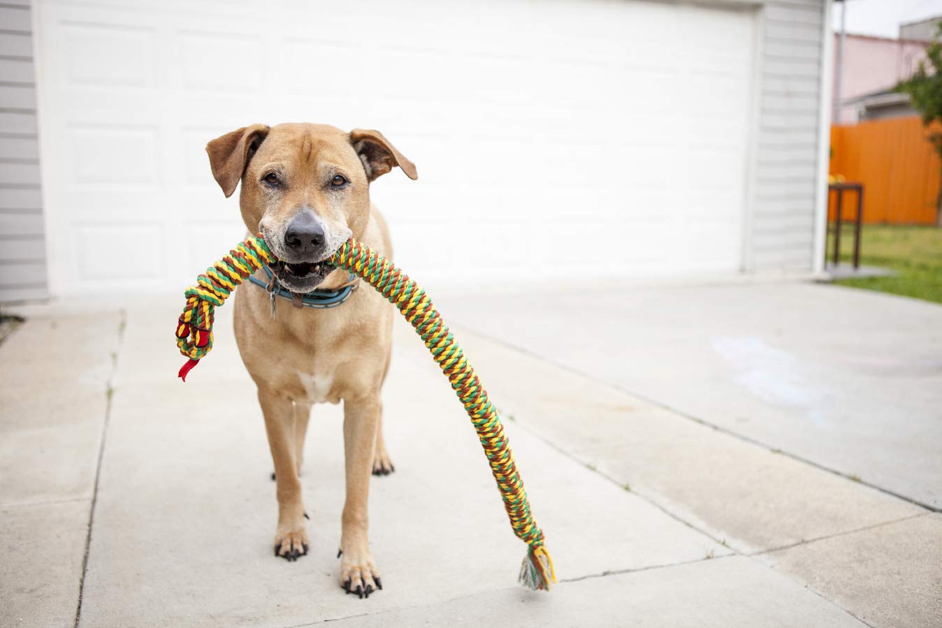 Flossy Chews Snakebiter Tug Rope
