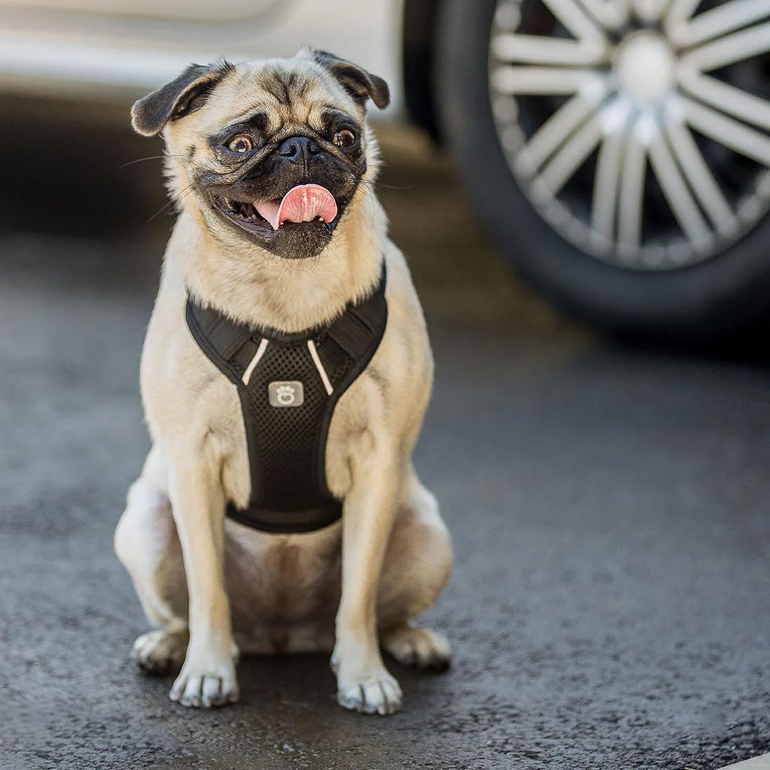 Gf Pet Travel Harness - Black - 2Xs