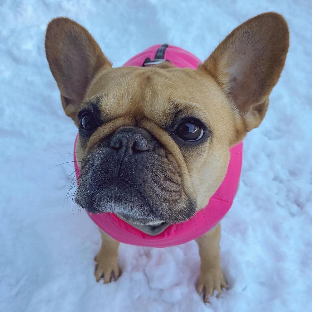 Gooby Padded Vest Dog Jacket - Solid Pink, Large - Warm Zip Up Vest Fleece Jacket With Dual D Ring Leash - Winter Water Resistan