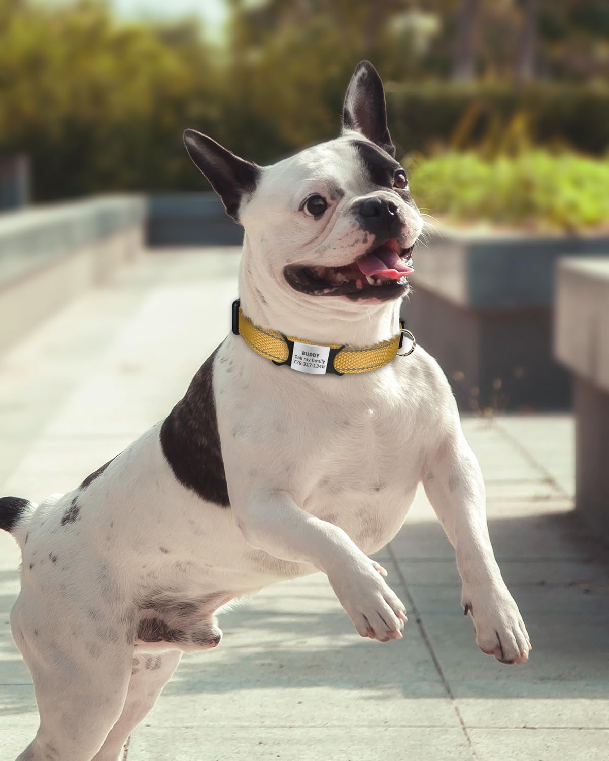 Tagme Reflective Nylon Dog Collars, Adjustable Classic Dog Collar With Quick Release Buckle For Small Dogs, Khaki, 3/4' Width