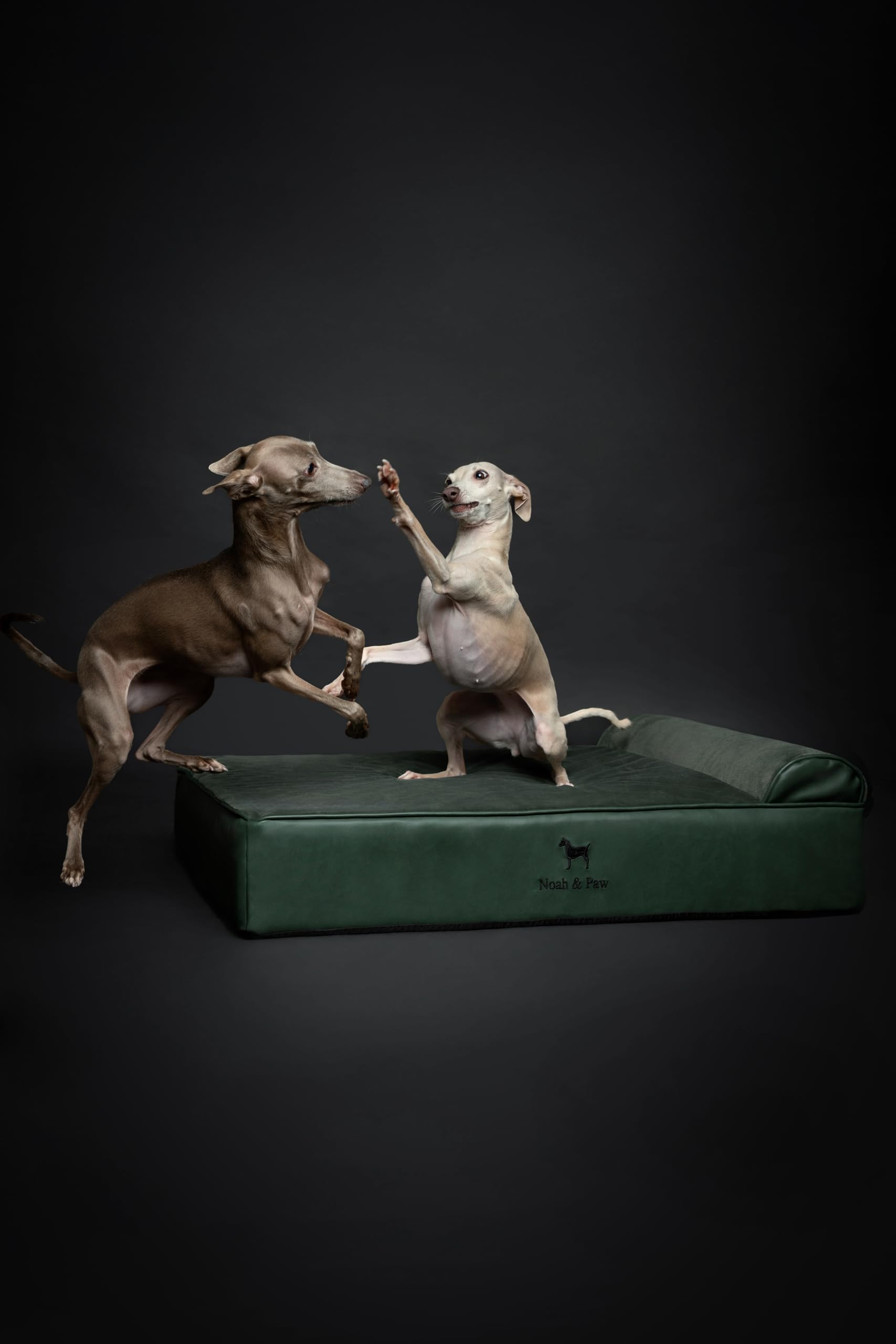 NOAH & PAW Large Dog Bed, 35x25x11 Inch, Orthopedic Dog Beds, Eggshell Memory Foam Infused with Cooling Gel, Waterproof, Machine
