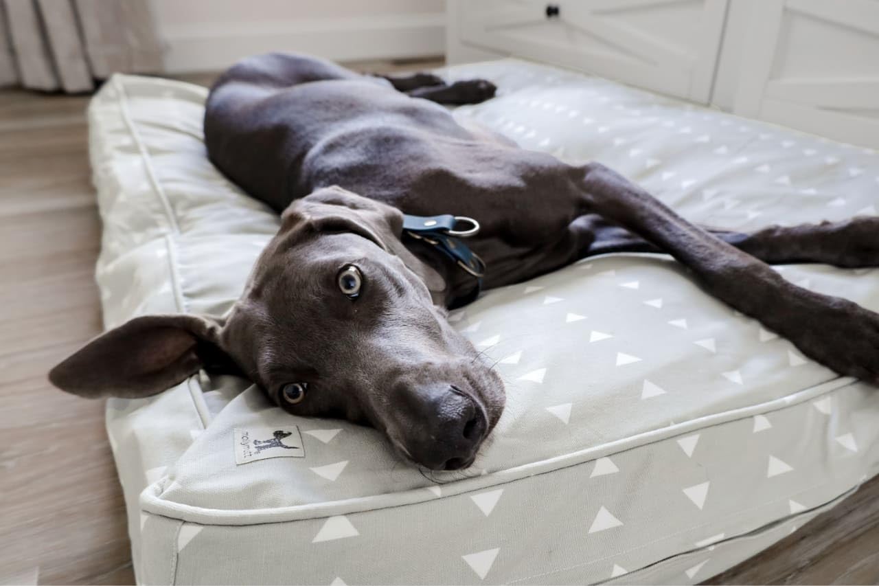 Molly Mutt Huge Dog Bed Cover - 100% Cotton, Durable & Breathable, 36"x45"x5", Color: Be Still, Model: dd83c