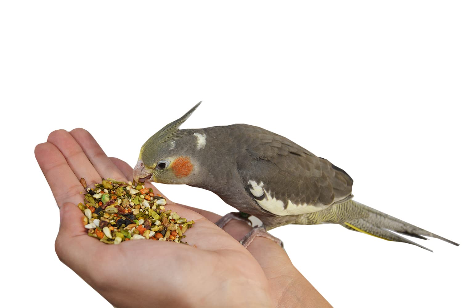 Birds LOVE All Natural Garden Blend Bird Food for Medium Birds - Cockatiels, Green Cheek Conures, Ringneck Parakeets and Small Q