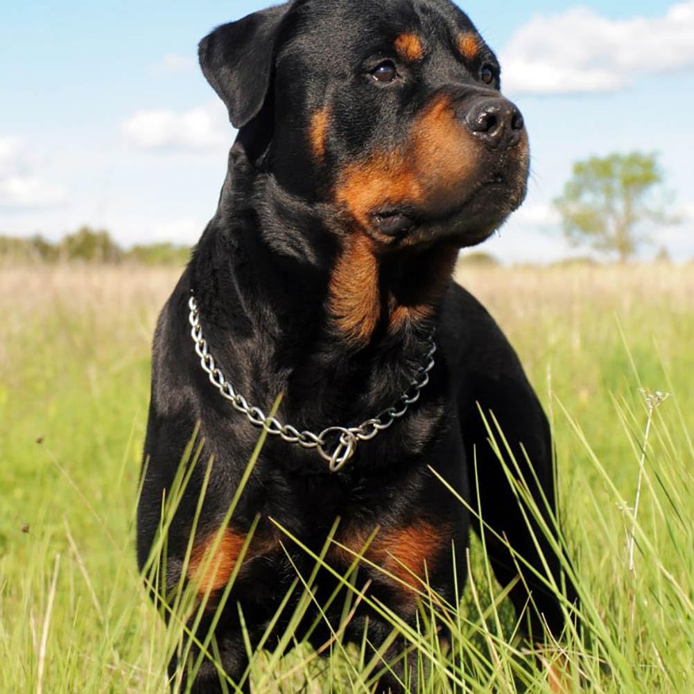 Metal Chain Dog Collars, Slip Link Training Heavy Duty Dog Collar Martingale Puppy Collars For Xxs Xs Small Medium Large Big Xl