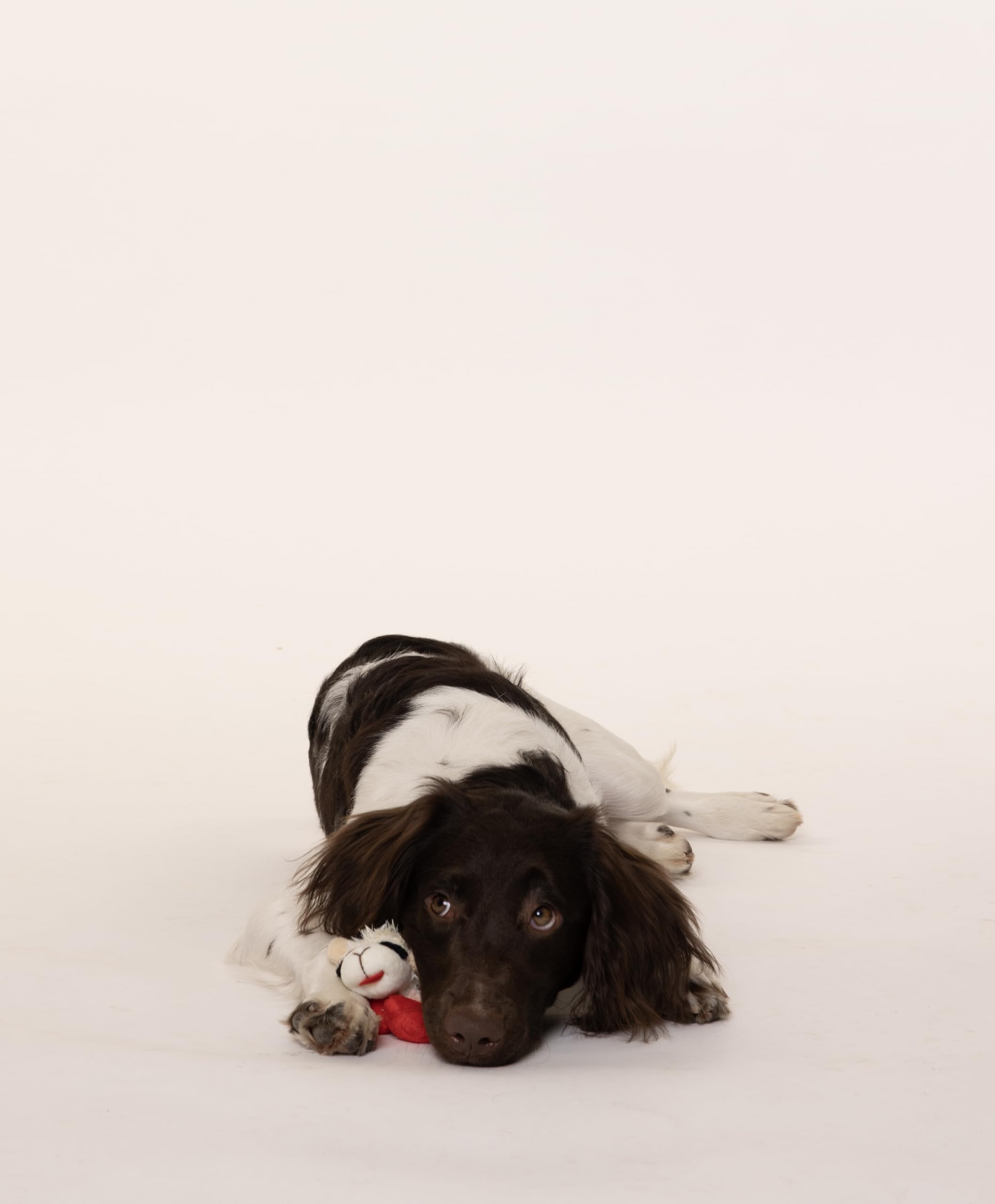 Multipet Lamb Chop White 6' Small | White Lamb Chop Dog Toy | Lamb Chop Sqeaker Toy | 6' | White | Officially Licensed