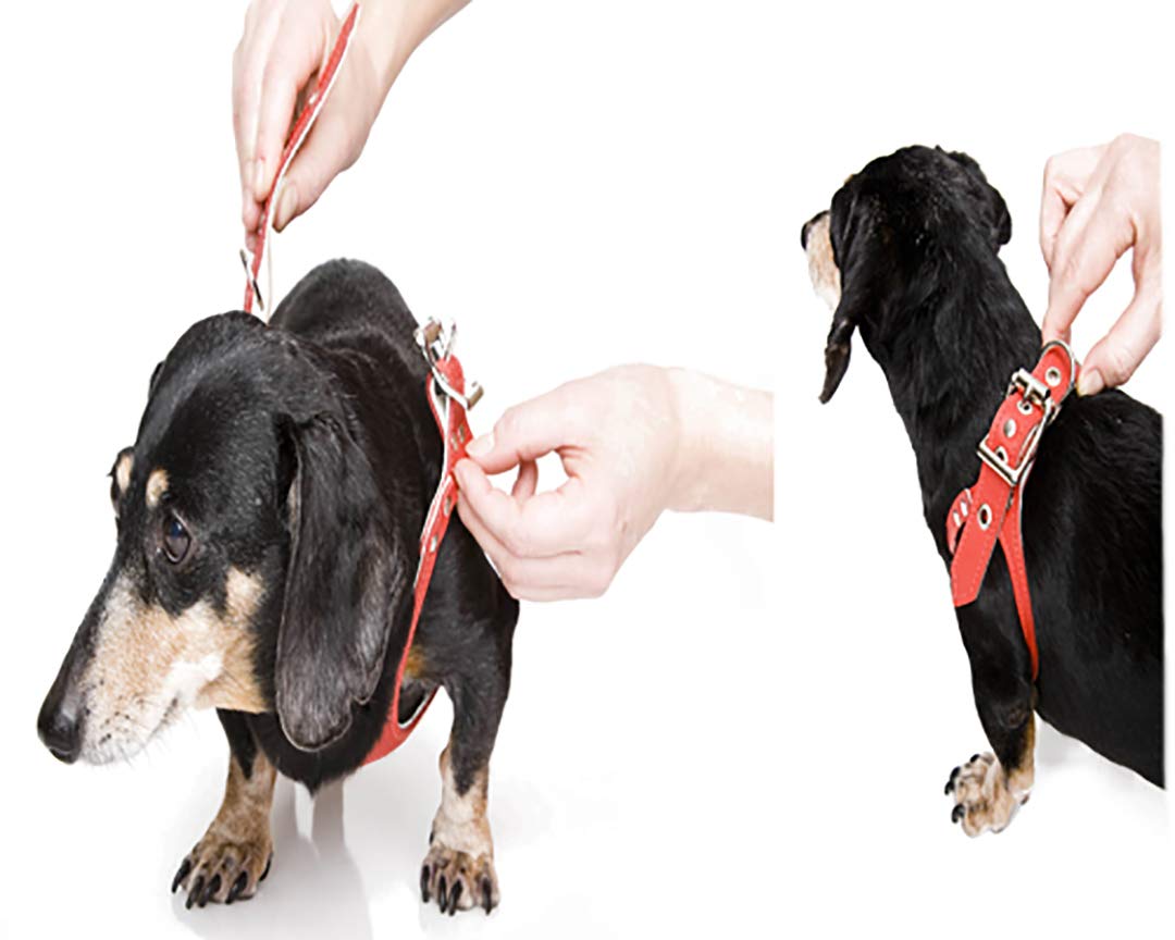 Buddy Belt Harness Pebble Grain Black - Premium Edition (4)