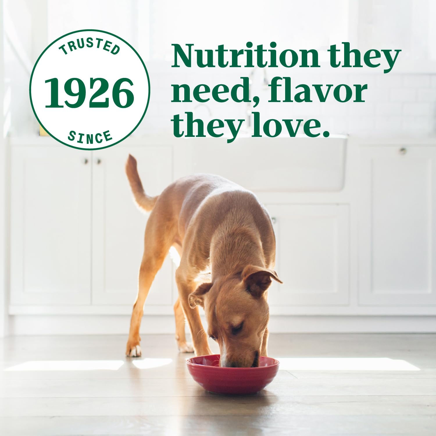 Nutro Ultra Wet Dog Food Grain Free Filets in Gravy Deluxe Chicken Entree, 3.5 oz. Trays (24 Count, Pack of 1)