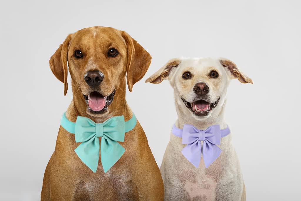 Maca Bates Dog Collar With Bow For Dogs Lavender Collars Solid Colors Sailor Bow Tie Purple Adjustable Soft Durable Breakaway Vi