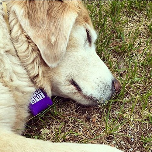 Quiet Spot Pet Tag Silencer (Orange)
