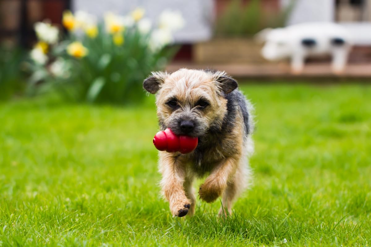 KONG Classic Dog Toy Small Peanut Butter Snacks Dog Treats 7 oz - Durable Chew Toy & Natural Treats Combo Bundle for Small Dogs