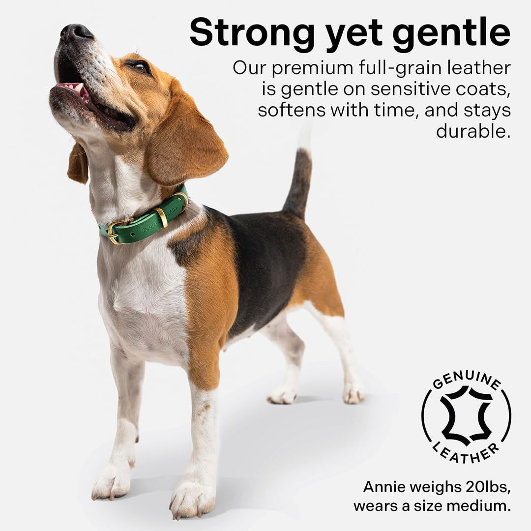 Scout Supply Classic Leather Dog Collar | Heavy Duty Thick Full Grain Leather | Waterproof & Rust-Proof Brass Hardware (Green, X