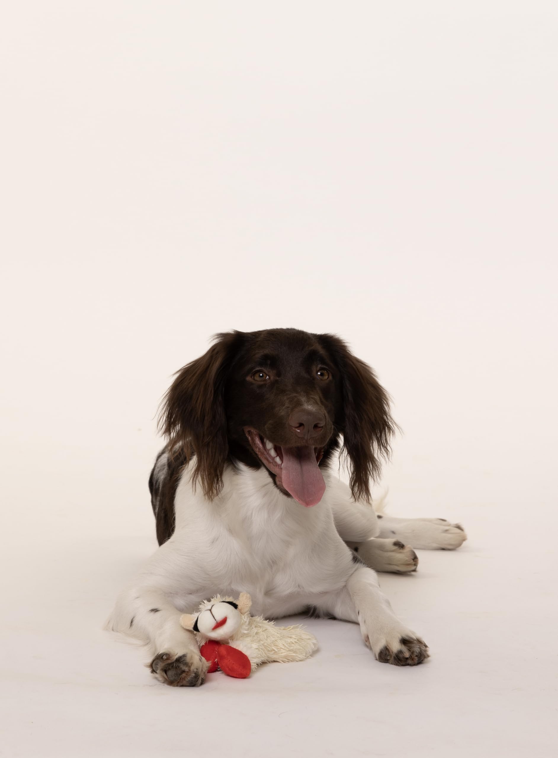 Multipet Lamb Chop White 6' Small | White Lamb Chop Dog Toy | Lamb Chop Sqeaker Toy | 6' | White | Officially Licensed