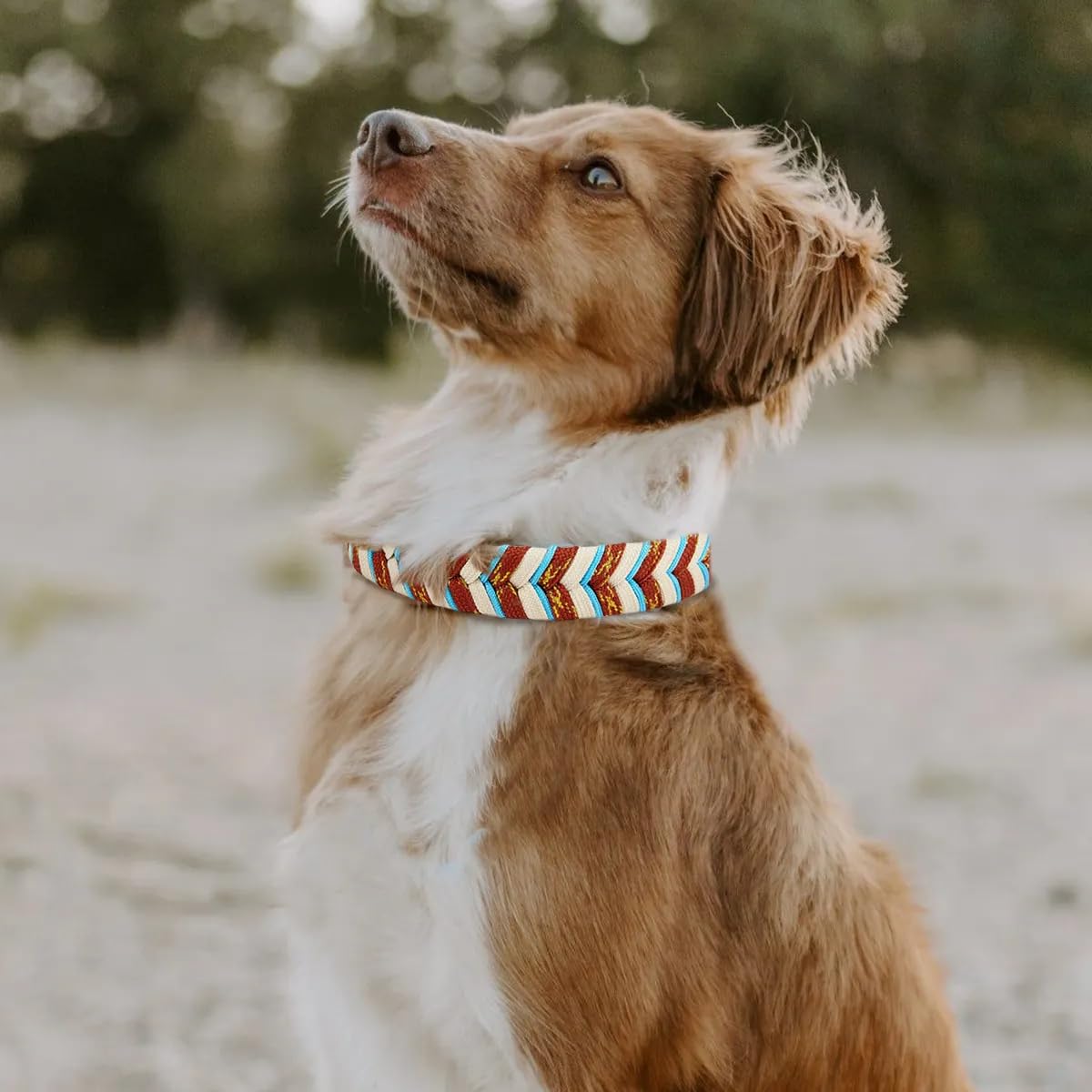 Albcorp Handmade Pvc Coated Dog Collar | Luxury Braided Waterproof Collar For Small To Large Dogs | Adjustable, Durable & Easy T