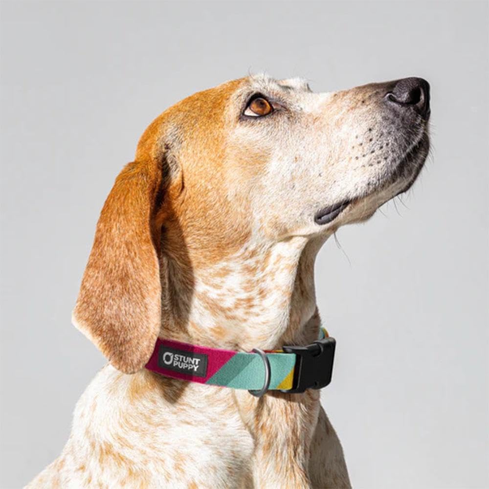 Progress Pride Alternate Everyday Collar Small