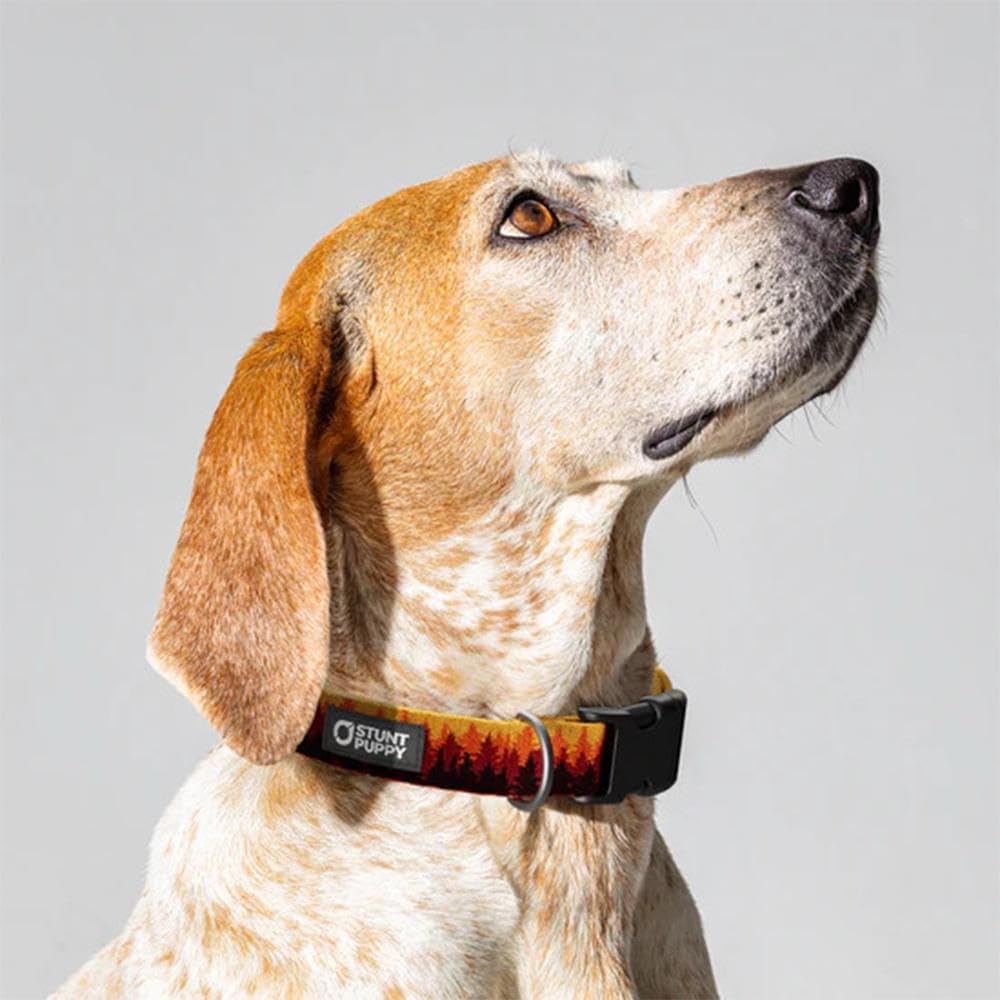 Pines Orange Everyday Collar, Extra Large