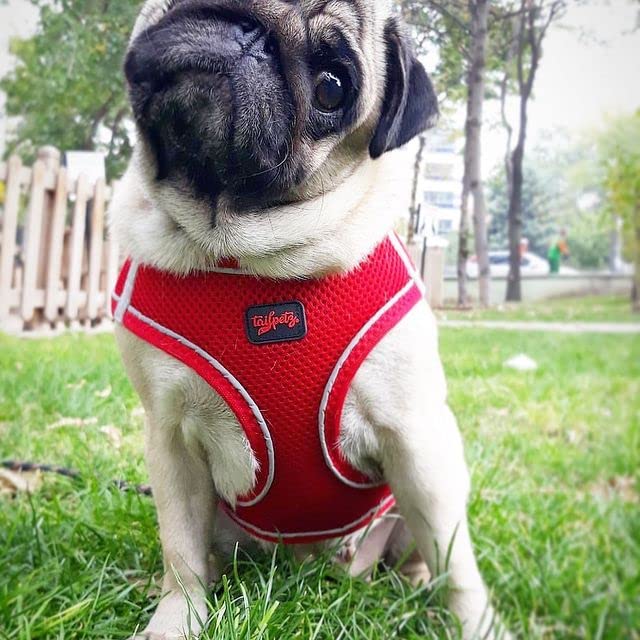 Tailpetz Dog Harness with Breathable Mesh, Reflective, Step-in, No Pull Dog Vest Harness for Small and Medium Dogs and Cats, Red