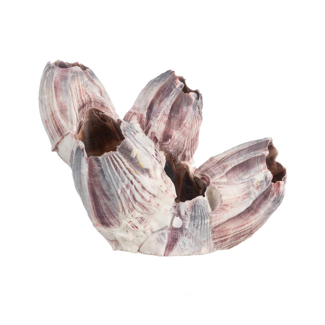 Real Purple Barnacle Cluster - 3-5' - Aquarium Ornament Piece For Decoration - Natural Barnacle Cluster For Craft And Decor - Plus Free Nautical Ebook By Joseph Rains
