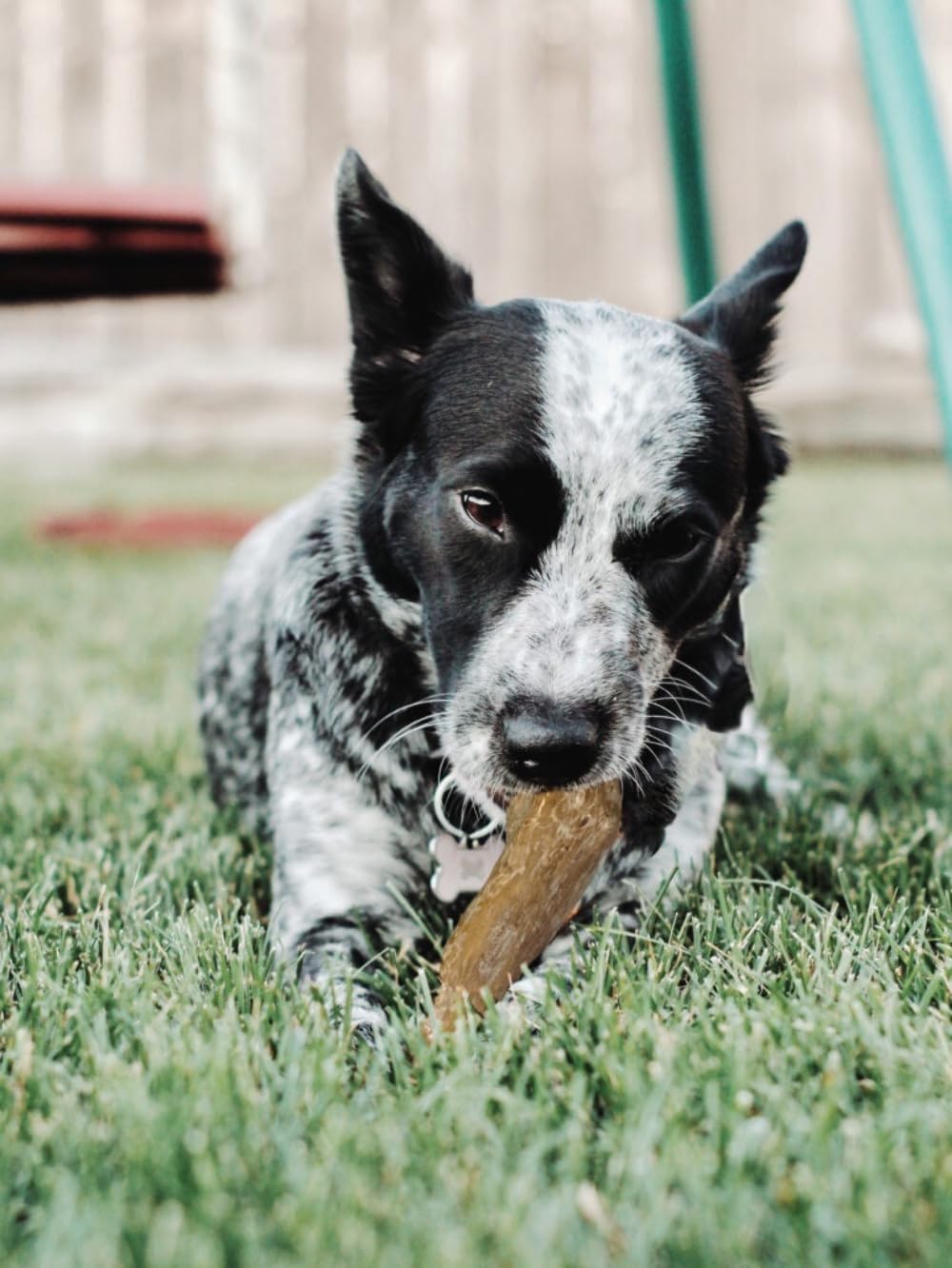 SPOT Coffee Wood Dog Chew Toy - Extra-Large, 100% Natural & Durable, Non-Splintering for Aggressive Chewers, Ideal for Dogs Over 99lbs