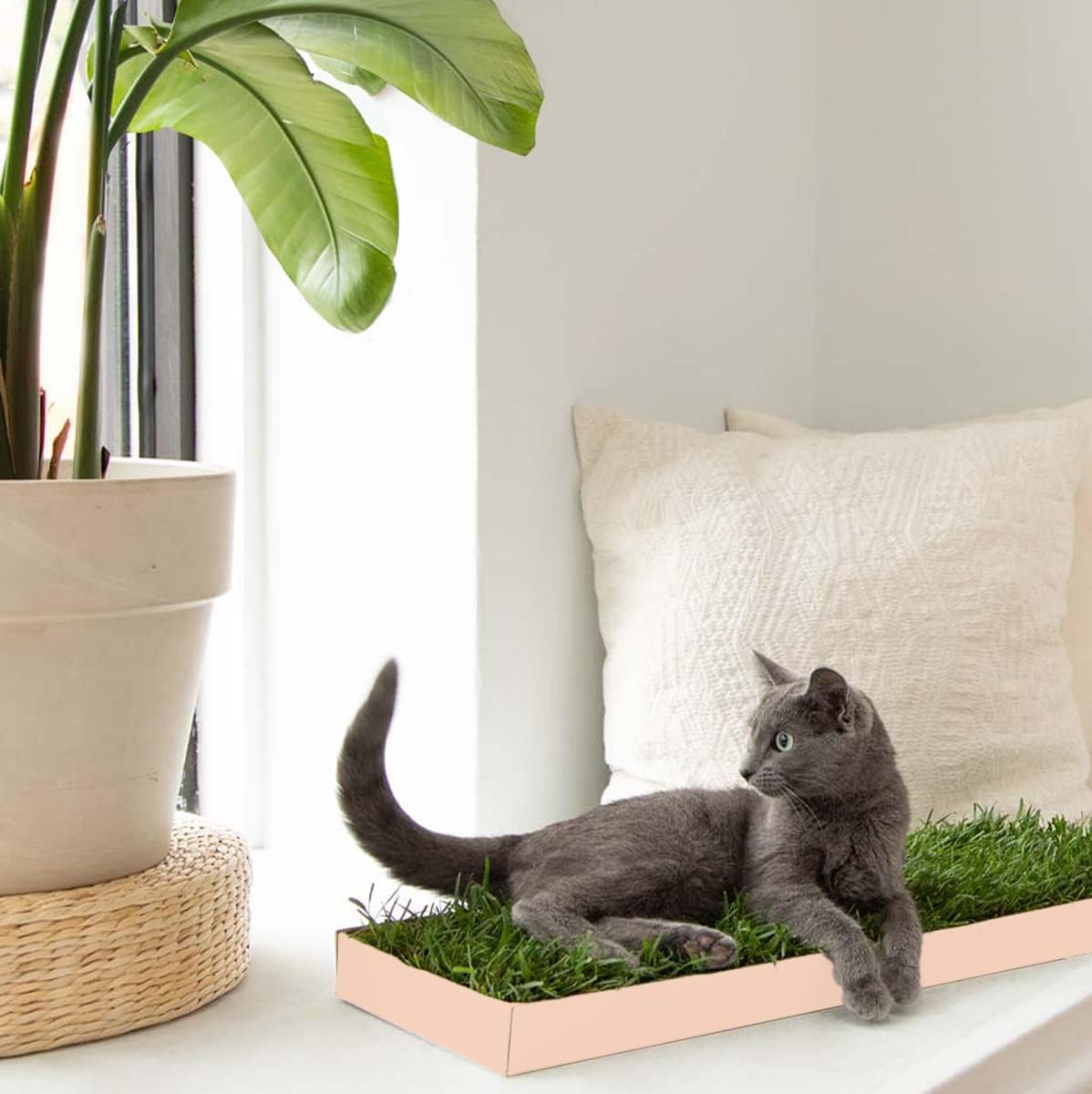Cat Real Grass Window Bed Perch, Real Grass Cat Window Lounge Bed, Indoor Real Grass Window Bed Perch For Cat, Window Perch For Small And Large Cat, Cat Window Seat Bed For Windowsill And Bedside